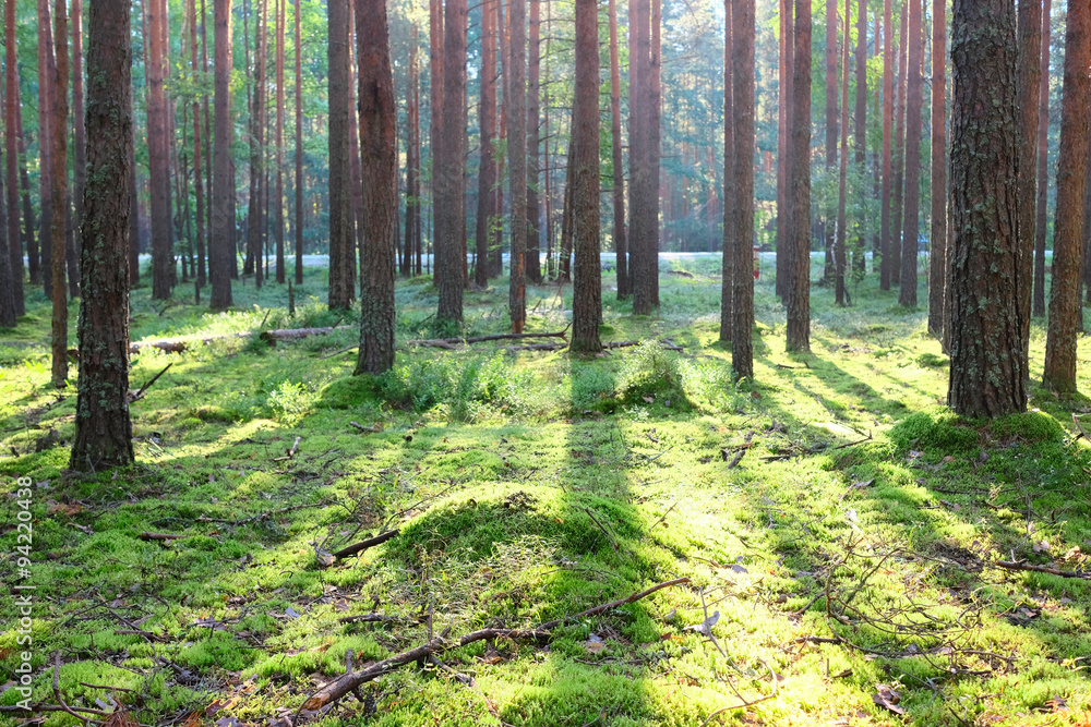 Obraz premium Sunrise in pine forest