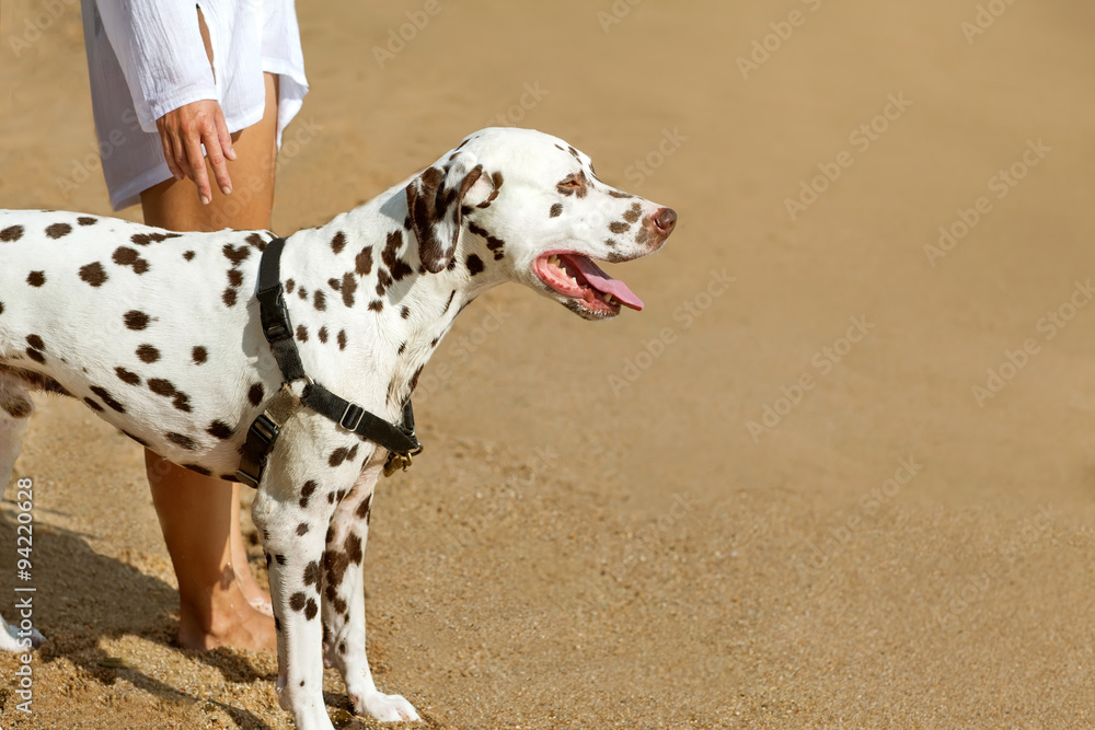 girl at sea with the dog Dalmatian girl at sea with the dog Dalmatian