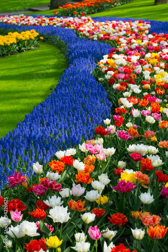 Fototapeta Naklejka Na Ścianę i Meble -  Colorful Tulip garden
