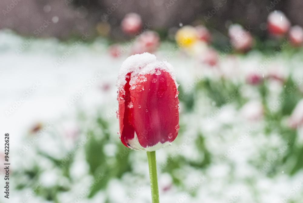 Tulips in snow