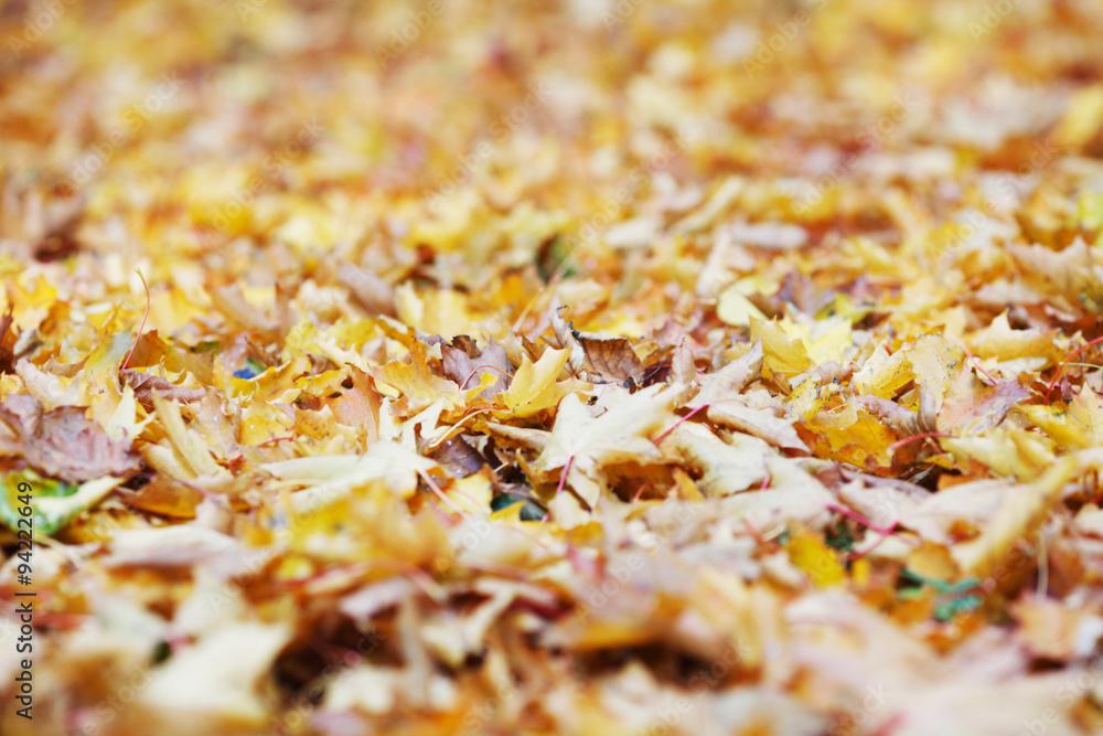 Autumn leaves on ground Autumn leaves on ground