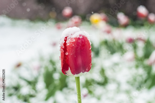 Obraz na płótnie Tulips in snow w salonie