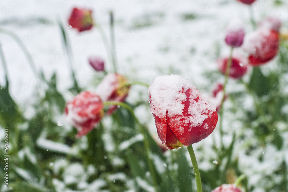 Tulips in snow