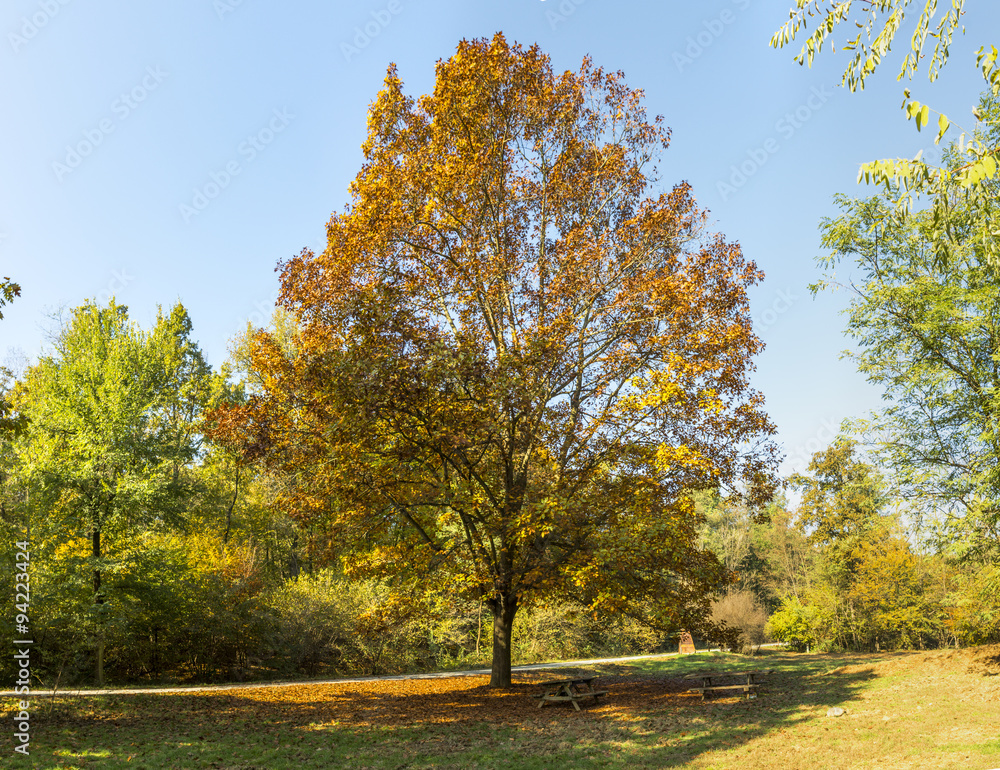 Obraz premium red tree