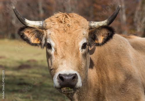 portrait de vache