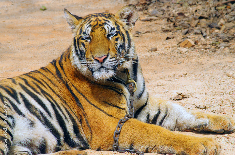 Fototapeta premium KANCHANABURI, THAILAND - January 10, 2015: Tiger in Tiger Temple