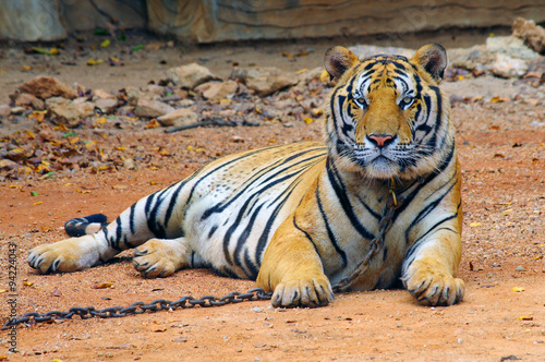 KANCHANABURI, THAILAND - January 10, 2015: Tiger in Tiger Temple photo