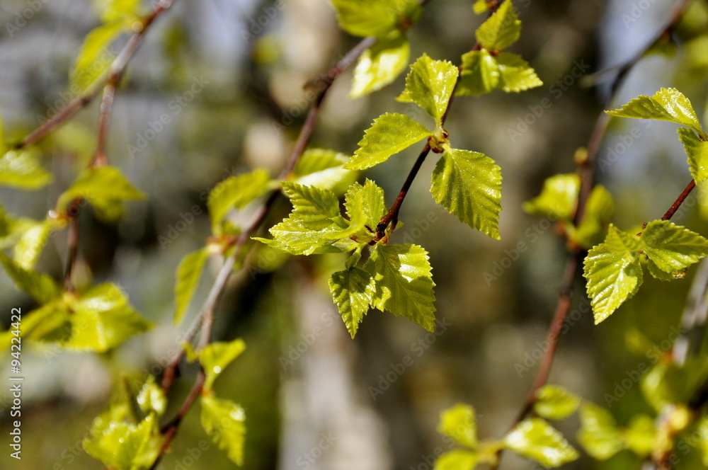 Intensely green leaves on birch against blue sky Intensely green leaves on birch against blue sky
