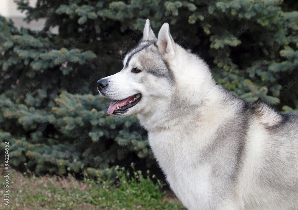 Portrait of Siberian Husky dog on a natural background