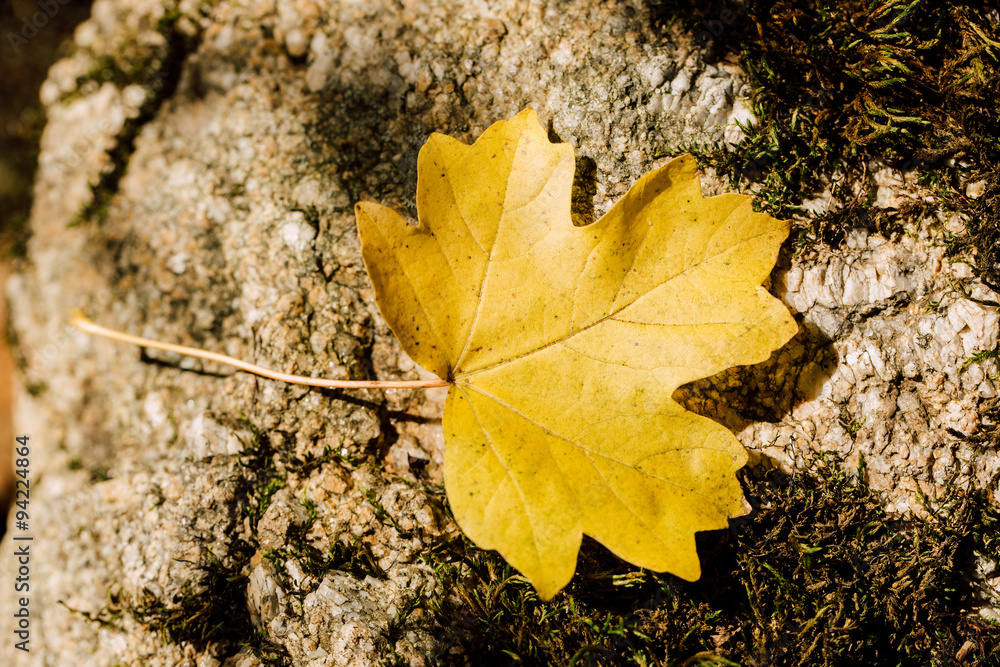 Wallpaper, background, yellow autumn leaves on the tree and on the grass