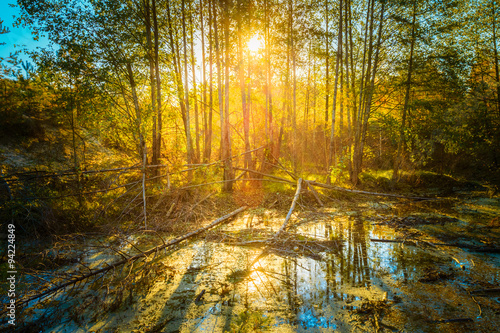 Sunny Day In Autumn Sunny Forest Trees. Nature Woods   Sunlight 