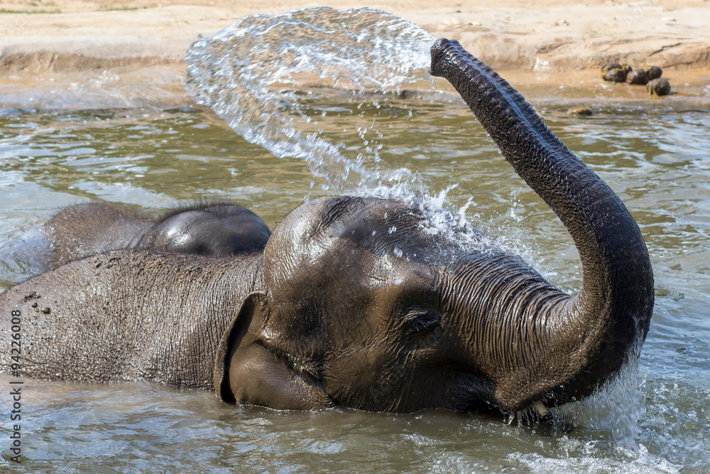 Fototapeta premium a pair of elephants relaxes in the water