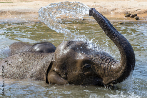 a pair of elephants relaxes in the water