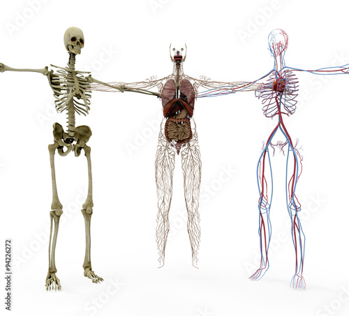 human anotomy in bones, organs and vasculair photo