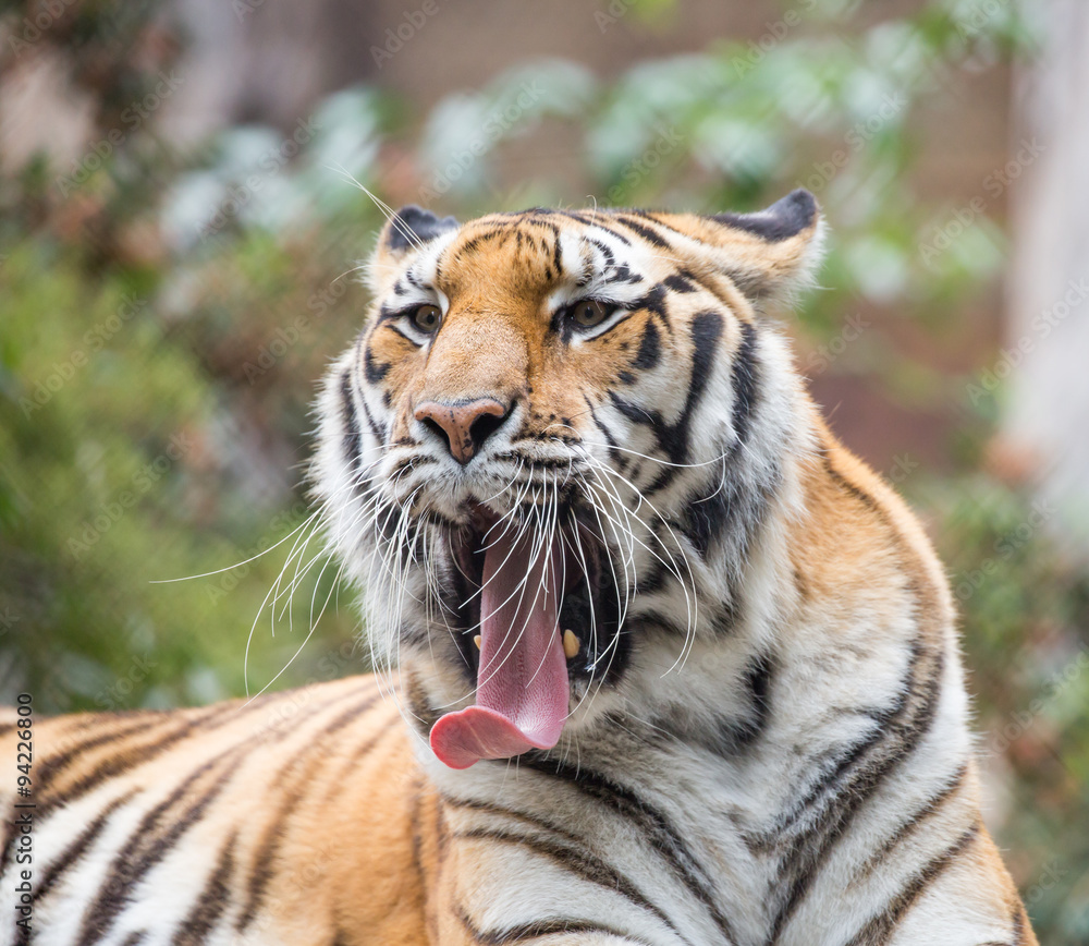 Obraz premium Tiger (Panthera tigris) closeup. Generic Tiger Yawning in Captivity.