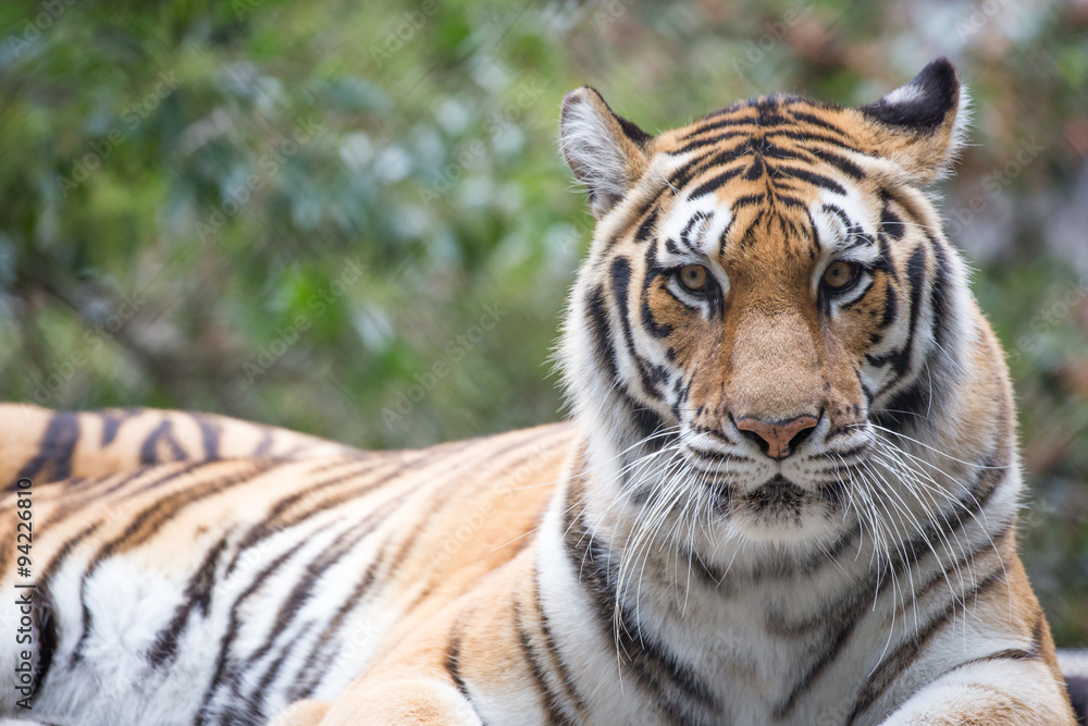 Naklejka premium Tiger (Panthera tigris) closeup. Generic Tiger Portrait In Captivity.