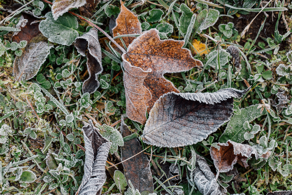 Wallpaper autumn leaves covered with frost