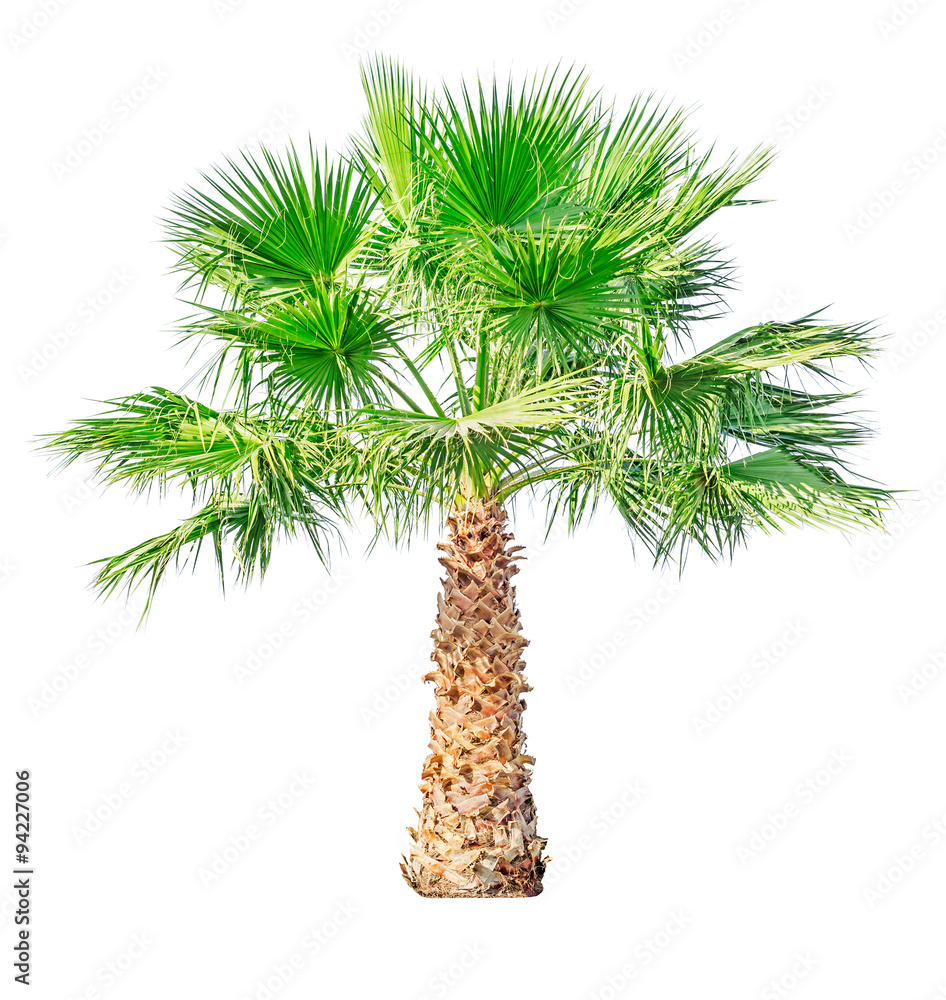 Obraz premium Palm tree isolated on white background
