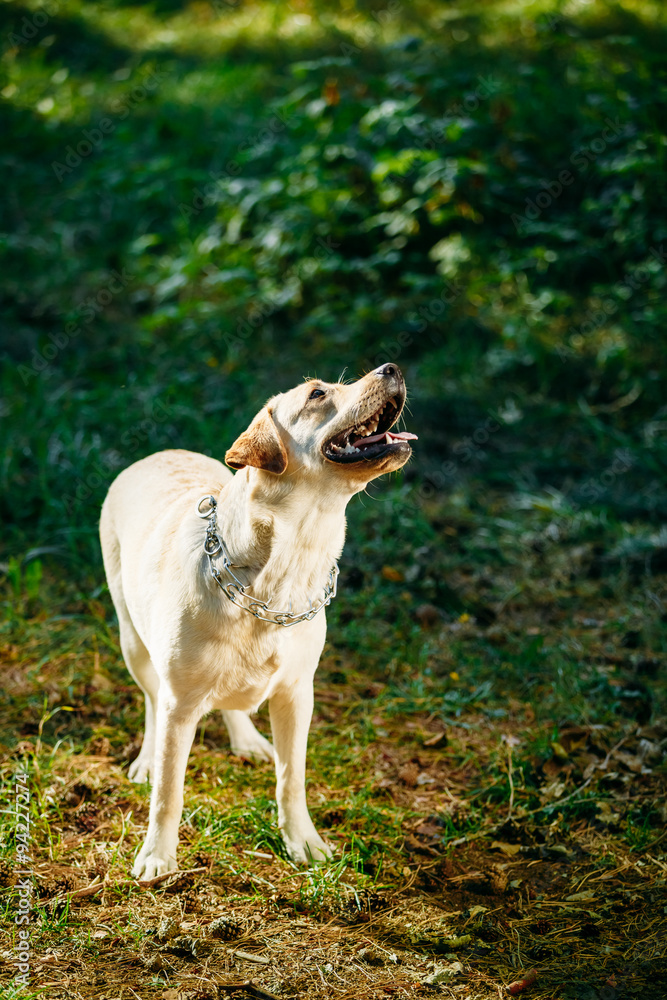 White Labrador Retriever Dog Looking Up, Forest, Park