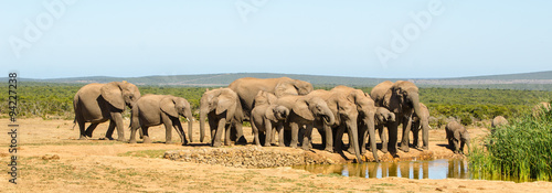 Elefanti, famiglia - Addo Elephants Park - Sudafrica © Codegoni Daniele