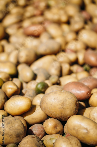 Fresh Organic Young Raw Brown Potatoes On Local Agricultural Veg