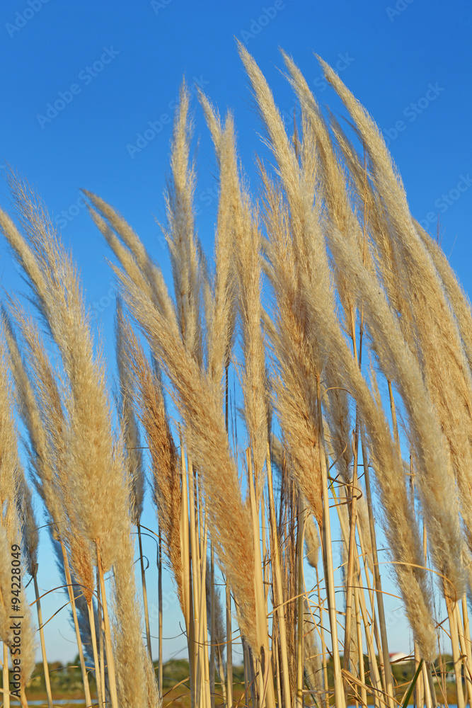 Fototapeta premium Pianta con piumino