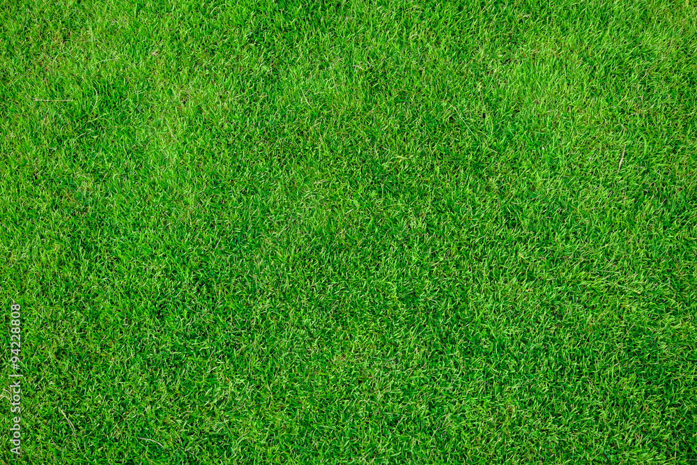 Fototapeta premium Grass field texture
