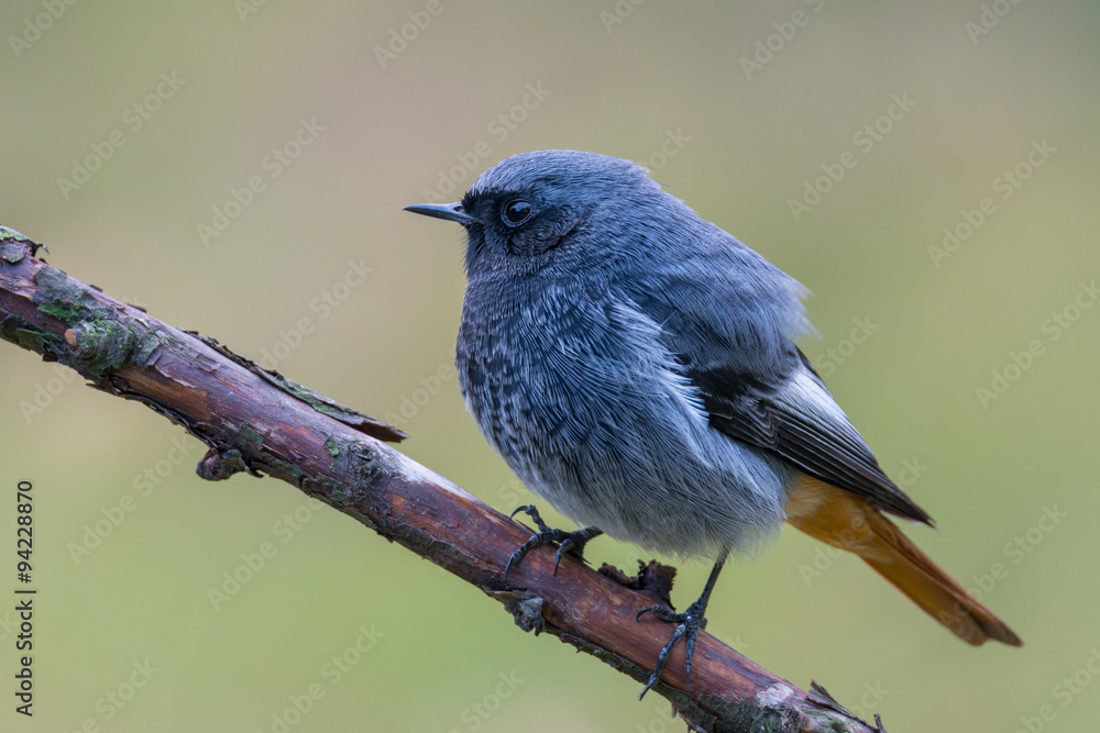 Naklejka premium Black redstart - Phoenicurus ochruros