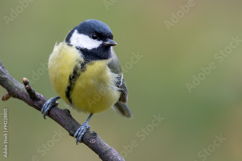 Valokuva Great tit - Parus major
