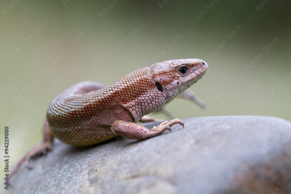The common wall lizard - Podarcis muralis The common wall lizard - Podarcis muralis
