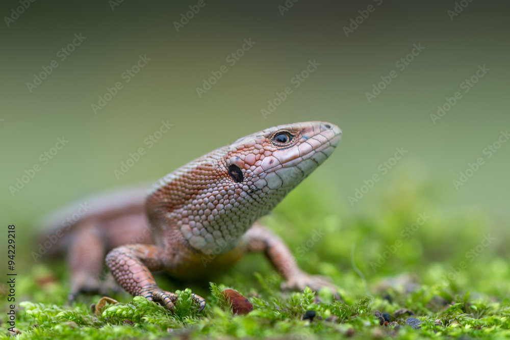 The common wall lizard - Podarcis muralis The common wall lizard - Podarcis muralis