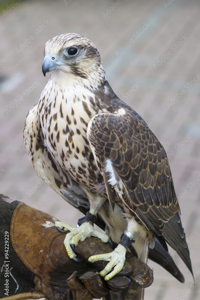Obraz premium Falco sacro su guantone