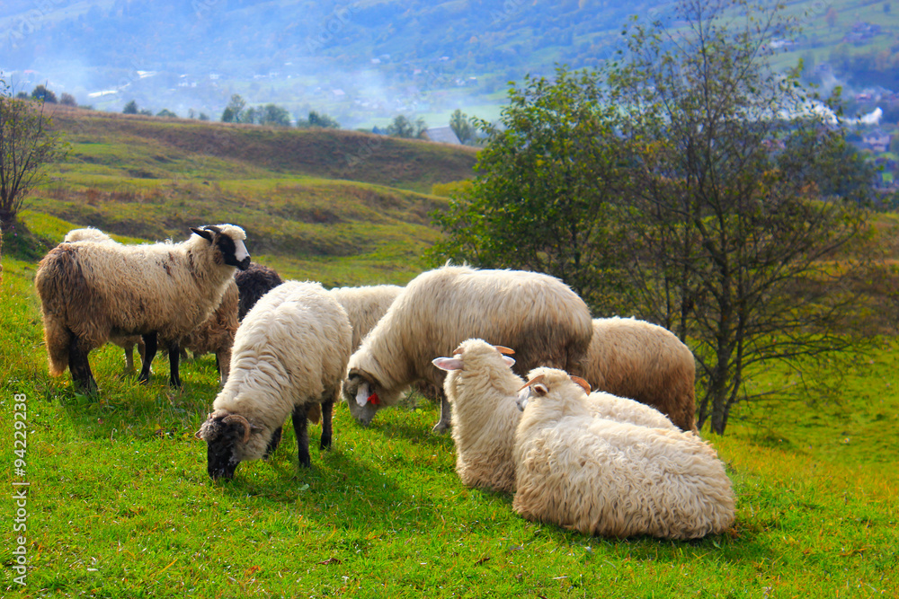 Fototapeta premium Flock of sheep grazing on mountain hill