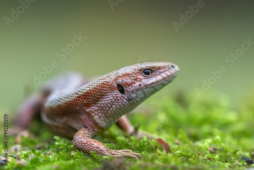 The common wall lizard - Podarcis muralis