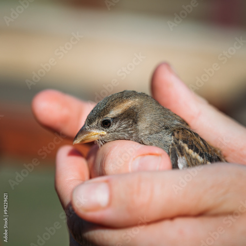 Young Bird Nestling House Sparrow © Grigory Bruev