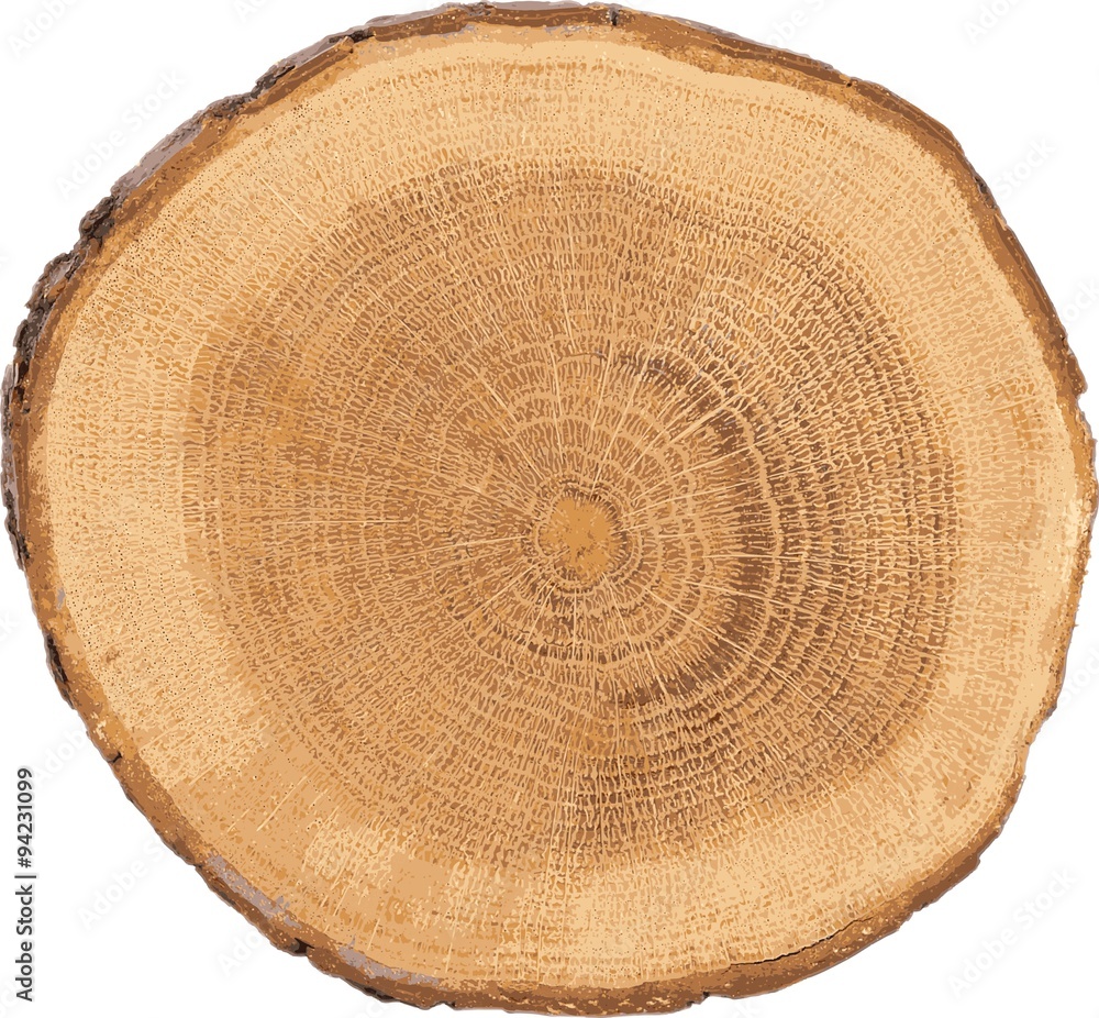 detailed sectional view of the tree (vector)