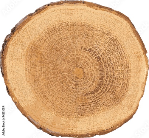 Obraz na płótnie detailed sectional view of the tree (vector) w salonie