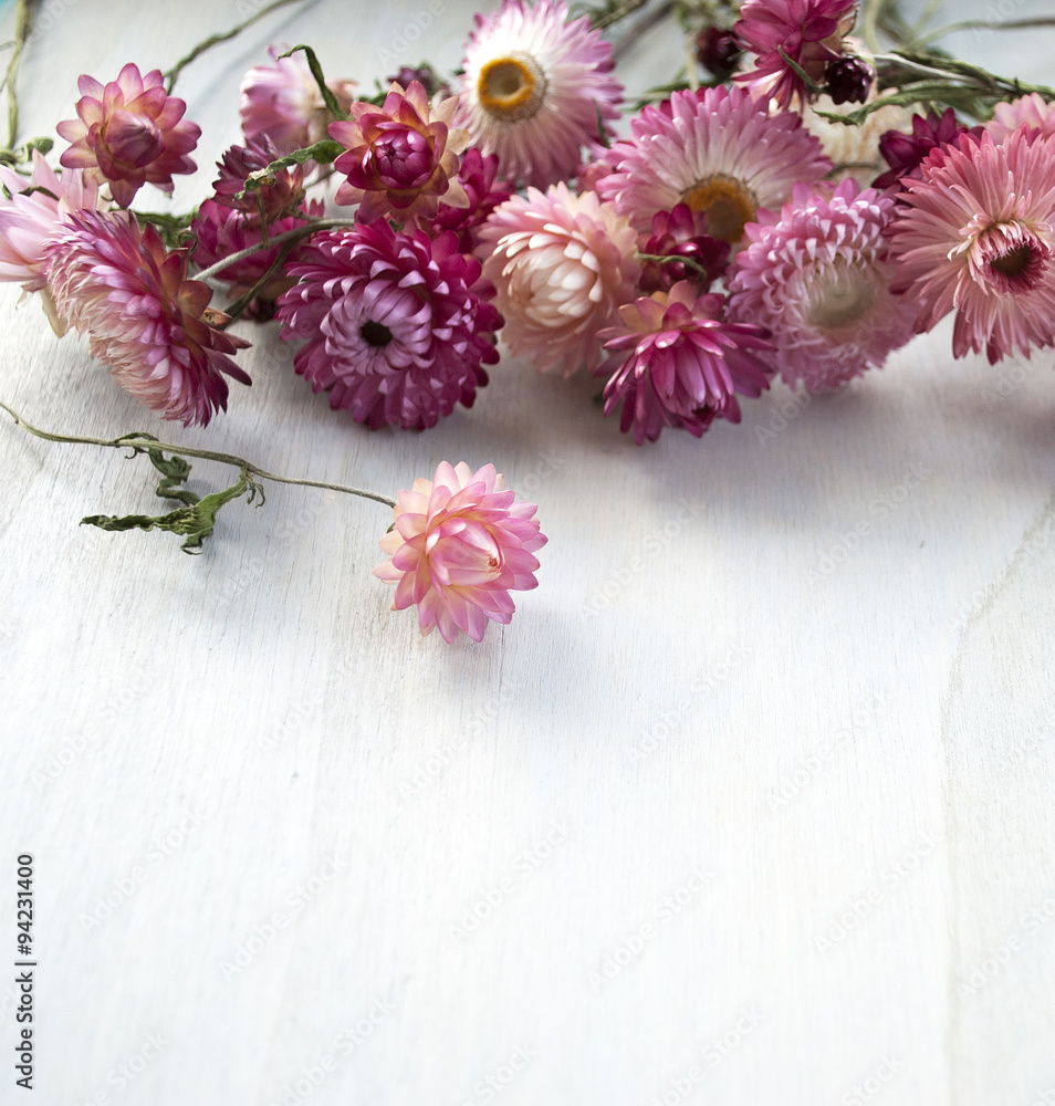 Trockenblumen, Strohblumen, Helichrysum, in zarten Rosa Tönen, weißer  Hintergrund Stock-Foto | Adobe Stock
