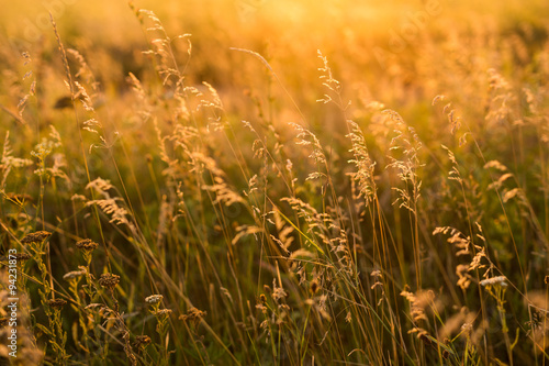 Wild grass in the meadow