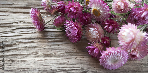 Trockenblumen, Strohblumen, Helichrysum, in Rosa auf altem Treibholz / Holz Brett 