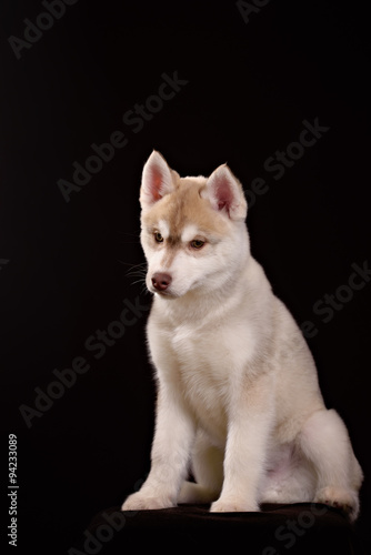 Fototapeta Naklejka Na Ścianę i Meble -  Cute little puppy of syberian husky