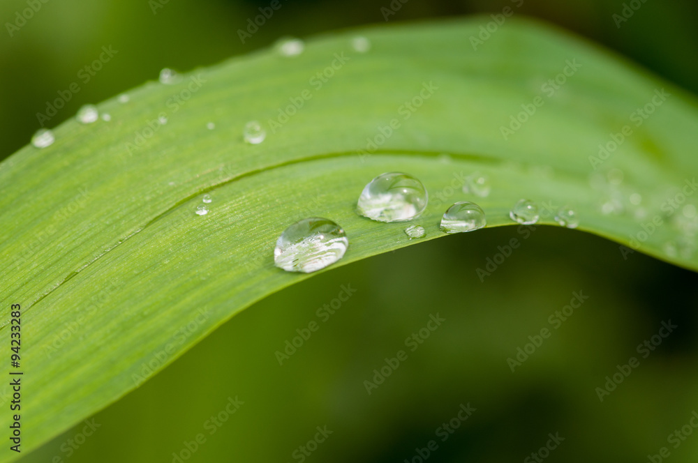Wassertropen auf grünem Blatt Wassertropen auf grünem Blatt