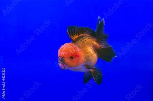 Goldfish oranda photo