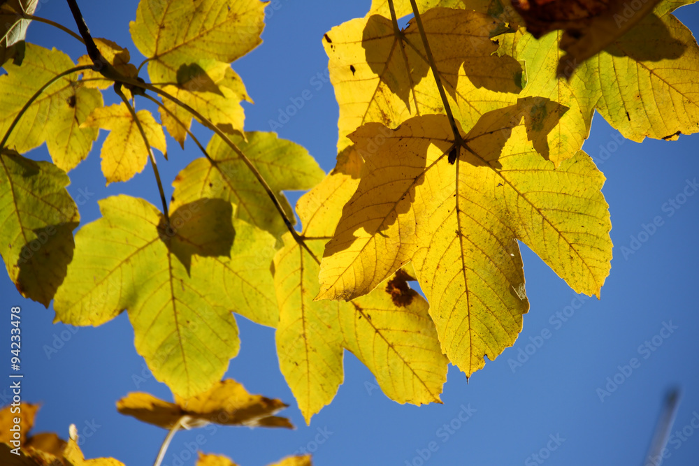 Leuchtende Ahornblätter vor strahlend blauem Himmel Leuchtende Ahornblätter vor strahlend blauem Himmel