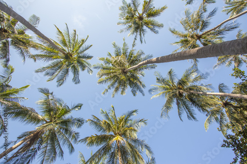 Palm tree over blue sky