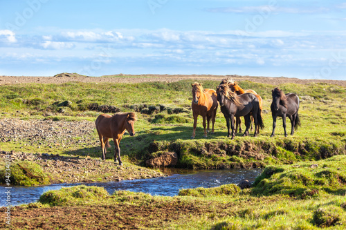 Horses in a green field of grass at Iceland Rural landscape