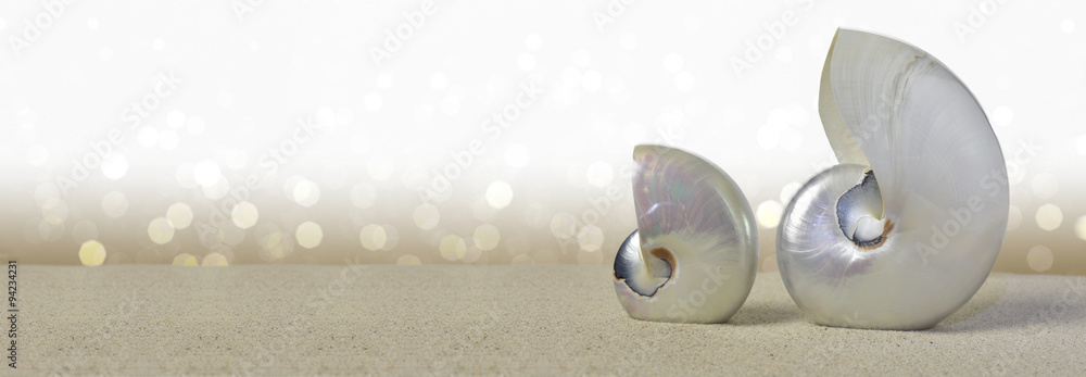 Obraz premium Nautilus shells