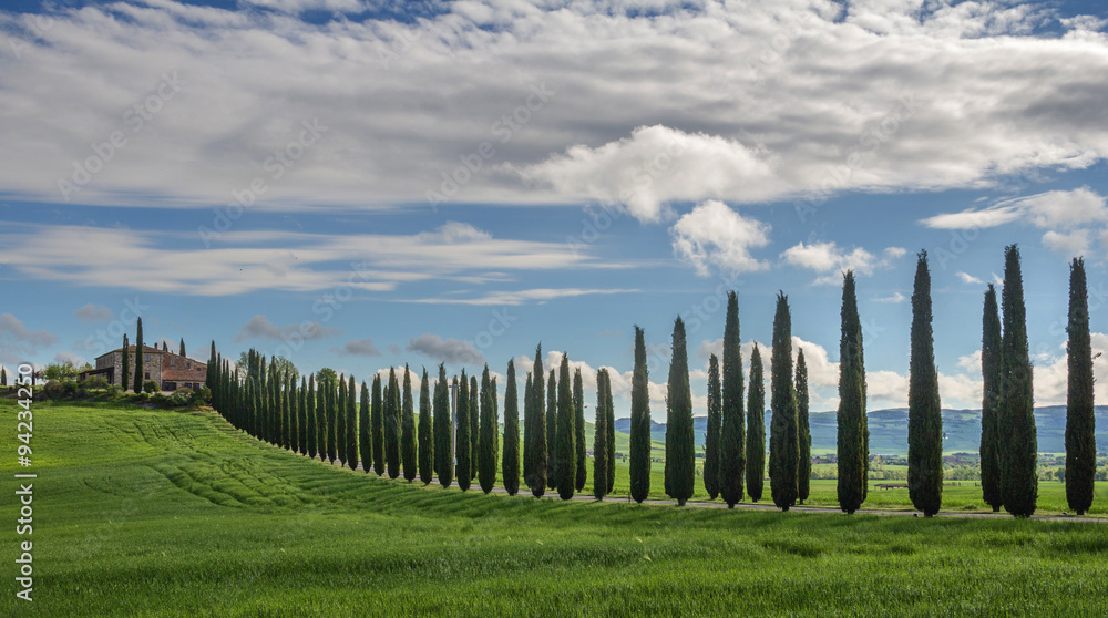 Avenue of cypresses
