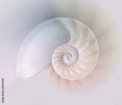 Nautilus shell cut