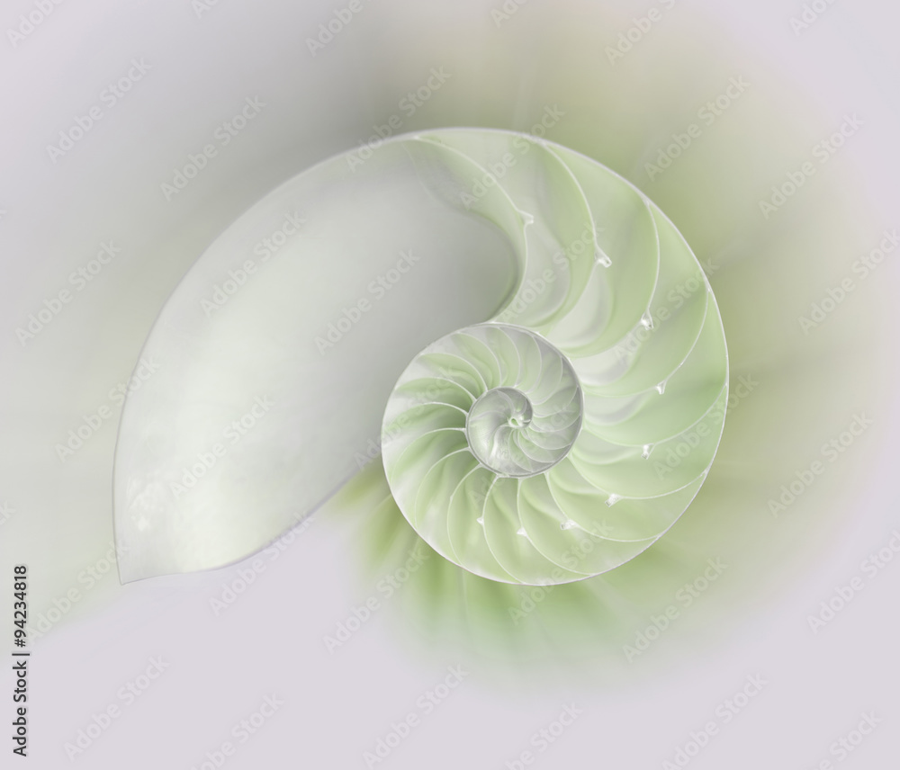 Obraz premium Nautilus shell cut